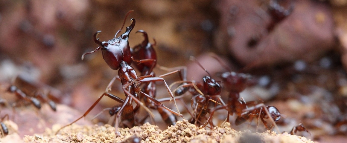 Army ants © Pierre Becquart, IRD